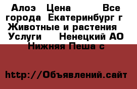 Алоэ › Цена ­ 150 - Все города, Екатеринбург г. Животные и растения » Услуги   . Ненецкий АО,Нижняя Пеша с.